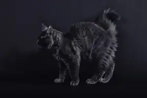 Mainská Mývalí Kočka Koťata